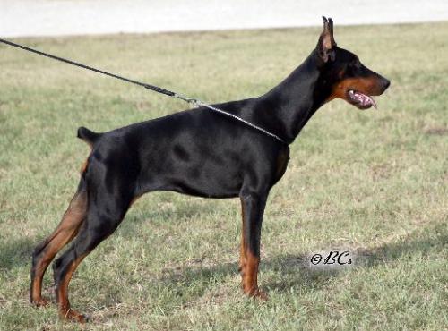 Csini Baba Clarissa | Black Doberman Pinscher