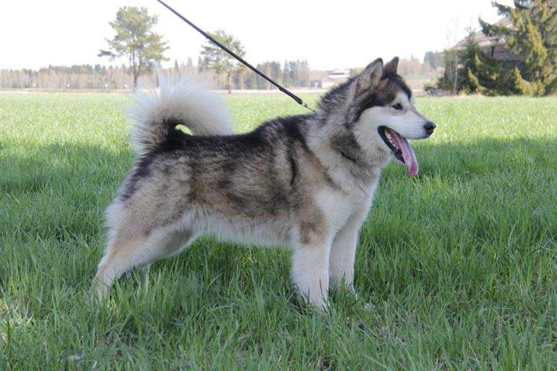 Una Nuna's Sir Snow Strong | Alaskan Malamute 