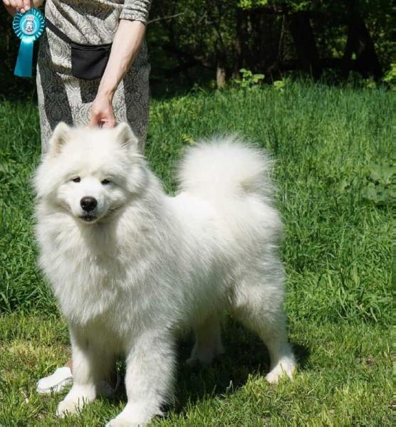 Lapa Azora Zevs | Samoyed 