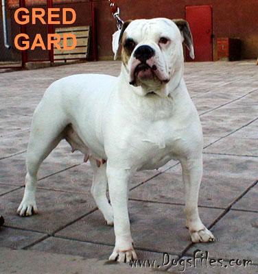 Kasablanka Gred Gard | American Bulldog 