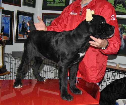 ORKAN SANGUE MAGNIFICA | Cane Corso 