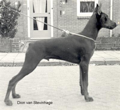 Dion v. Stevinhage | Black Doberman Pinscher