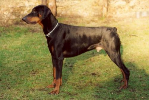 Duke (NHSB 2099713) | Black Doberman Pinscher