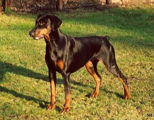 Lady (NHSB 2099718) | Black Doberman Pinscher