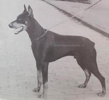 Graaf Quit v. Neerlands Stam (NHSB 190158) | Black Doberman Pinscher