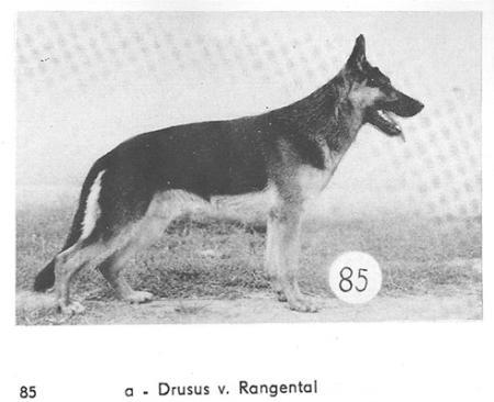 Drusus vom Rangental | German Shepherd Dog 