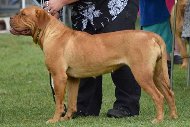 Grandogue Kleopatra | Dogue de Bordeaux 