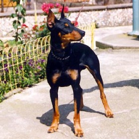 ASTOR vom Awarenring | German Pinscher 
