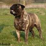 BINDY-SUE Of Showman Vum Muppenschlass | Bullmastiff 