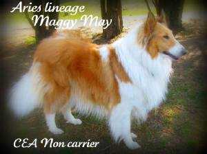 Aries Garlind Ridge Maggymay | Rough Collie 