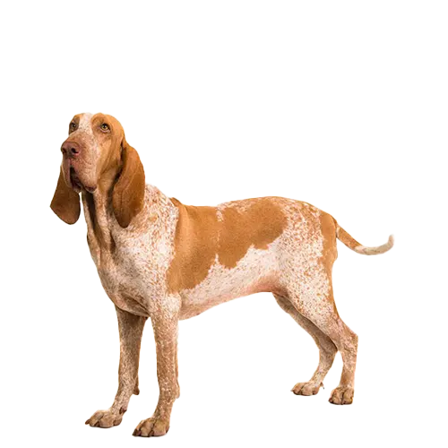 Bracco Italiano