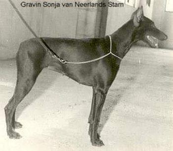 Gravin Sonja v. Neerlands Stam | Brown Doberman Pinscher