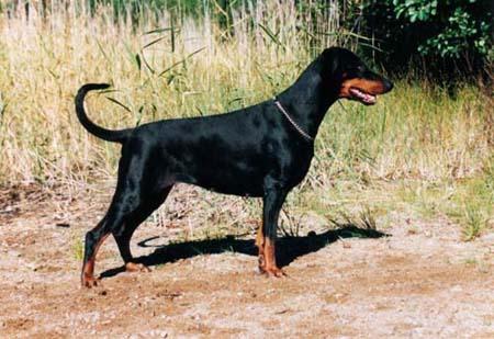 Lady's Trick Unikum | Black Doberman Pinscher