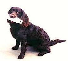 California Star Attraction | American Water Spaniel 