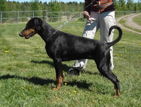 Mamres Ofrenda | Black Doberman Pinscher