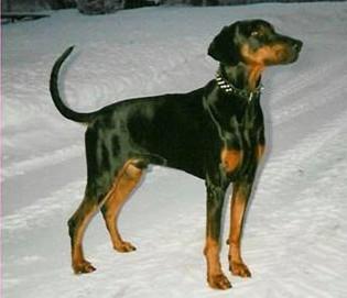 Dobgun's Cougar | Black Doberman Pinscher