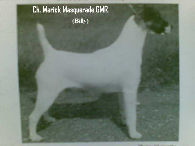 Marick Masquerade GMR | Smooth Fox Terrier 