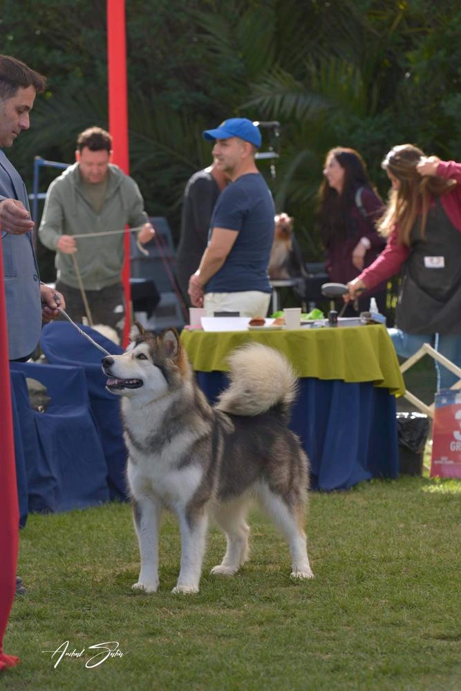 MAZURSTAR KERNEL OF'LOVE | Alaskan Malamute 