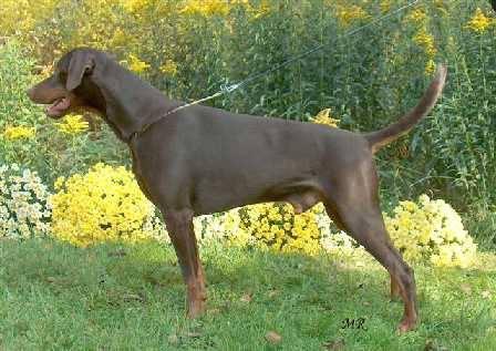 Briska's Spike | Brown Doberman Pinscher