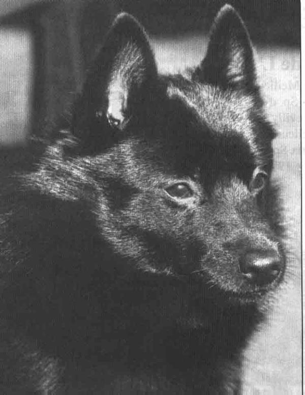 Wouldyabelieve De Sang Bleu | Schipperke 