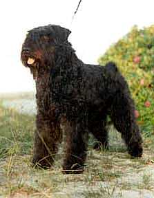 Cayoshka Byou v.d. Vanenblikhoeve | Bouvier des Flandres 