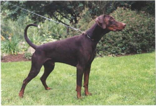 Briska's Sumo | Brown Doberman Pinscher