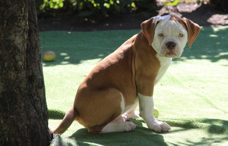 STREAMBULLS Shark-Wey | American Bulldog 