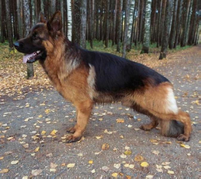 Talvish Dior Von Takita Ross | German Shepherd Dog 
