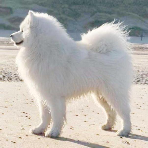 YOLO OF TOMTOM The Glow Of The Snowy Star | Samoyed 