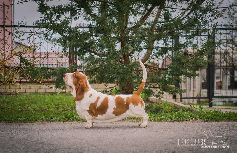 Pridebass Ami Bovaria | Basset Hound 