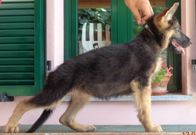 Lemonade Lagoon Zoe (*) | German Shepherd Dog 