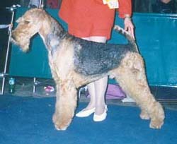 Fairyland Pampa Argentina | Airedale Terrier 