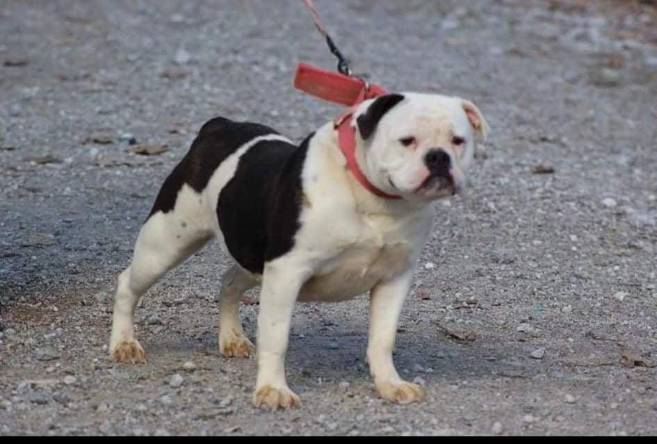 IBulldogges' Panda | Olde English Bulldogge 