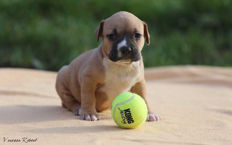 Joul du Domaine de Samsha | American Staffordshire Terrier 