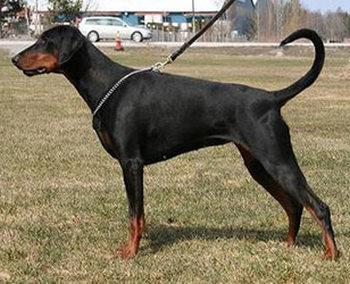 Briska's Yennie | Black Doberman Pinscher