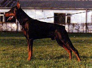 Xikko v.h. Wantishof | Black Doberman Pinscher