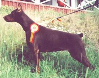 Zenae des Fripons d'Ebene | Brown Doberman Pinscher