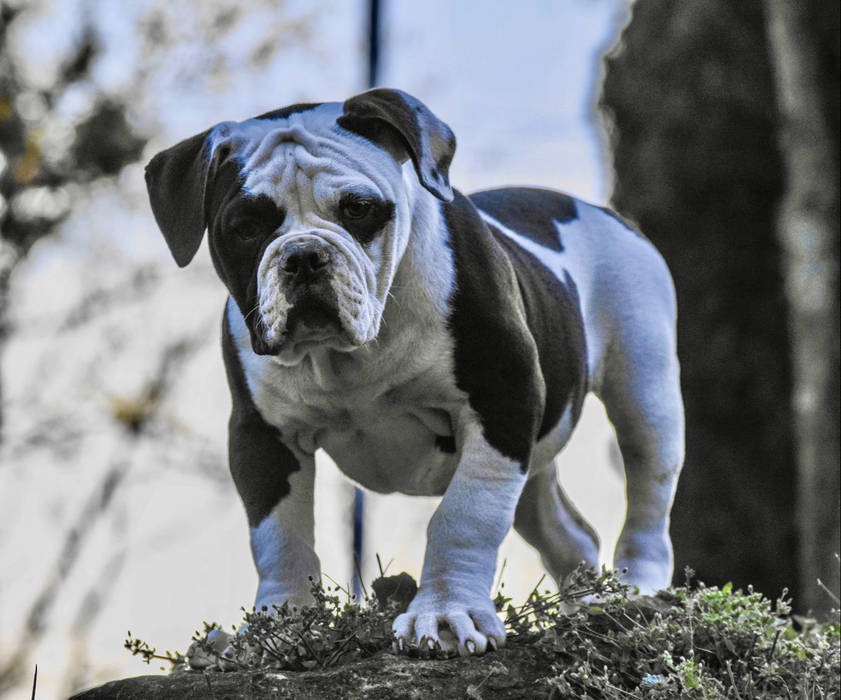 SABK’s Panda | American Bulldog 