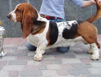 Shalnoy squall Taun Forest | Basset Hound 