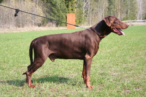 Briska's Muck | Brown Doberman Pinscher