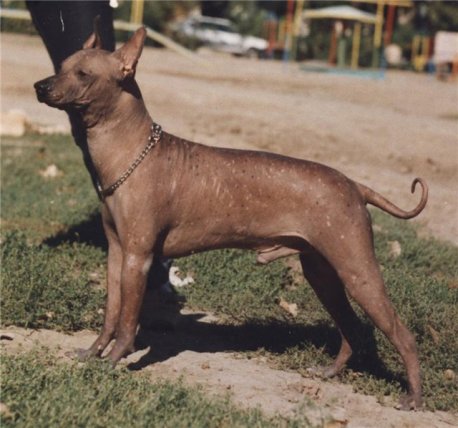 ?-????? | Xoloitzcuintli 