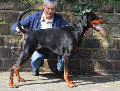 Nordsea Pride Docato | Black Doberman Pinscher