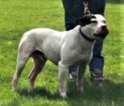 Handsworth Psychostar | Staffordshire Bull Terrier 