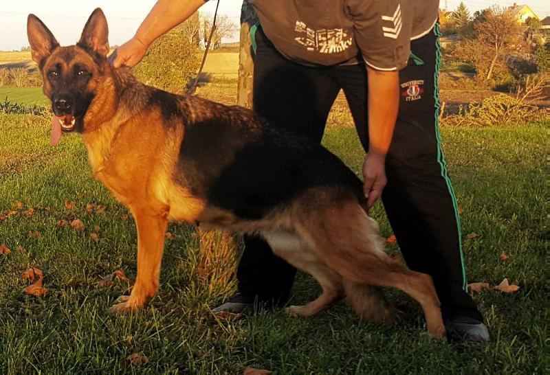Dina von Haus Kalia | German Shepherd Dog 