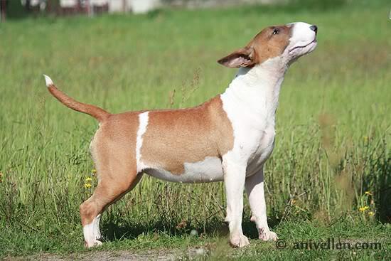 Anivellen Touch of Magic | Bull Terrier 