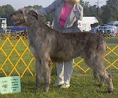 Rosslare's Sandor | Irish Wolfhound 