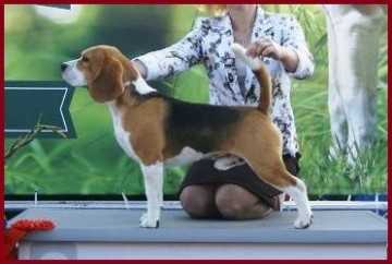 Reno od Troch Tabiel | Beagle 