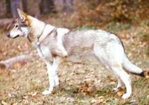 Cmuka z Pohranicní stráže | Czechoslovakian Wolfdog 