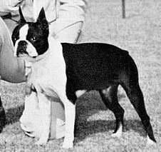 Bo-K's Hey Look Me Over | Boston Terrier 