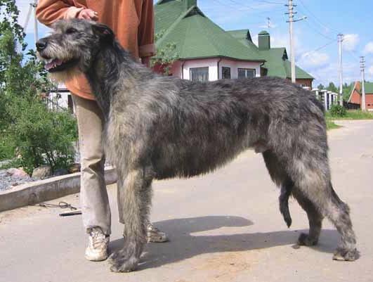 Dikaya Staya Hooligan Stepan | Irish Wolfhound 